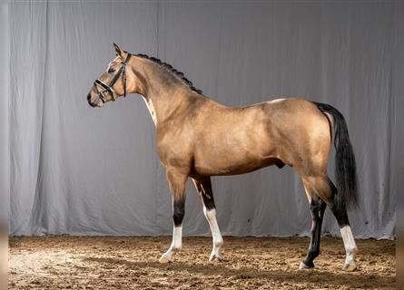 German Riding Pony Stallions